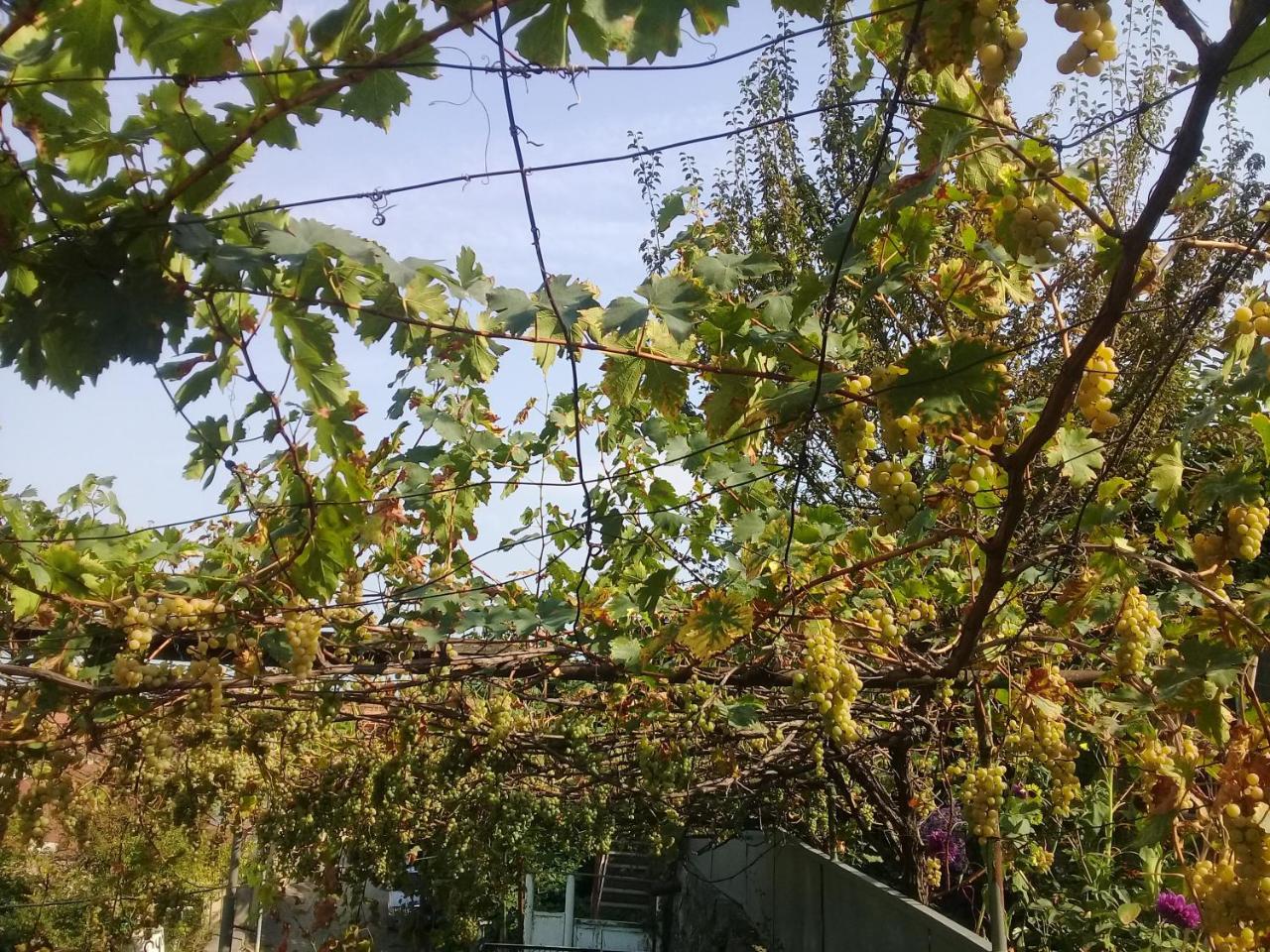 Apartment Giorgi In Szenaki Kültér fotó